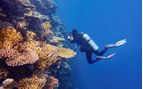 diving the great barrier reef