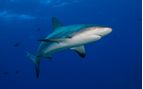 grey reef shark