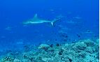 sharks at Fakarava