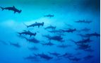 school of hammerheads