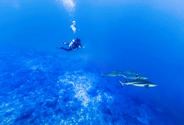 diving in the tiputa pass