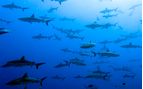 school of grey reef sharks