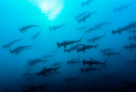 Schooling hammerheads