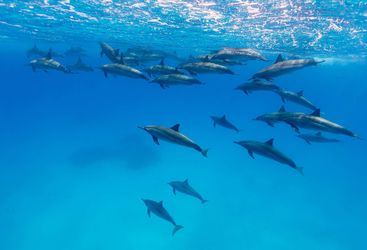 Spinner dolphins
