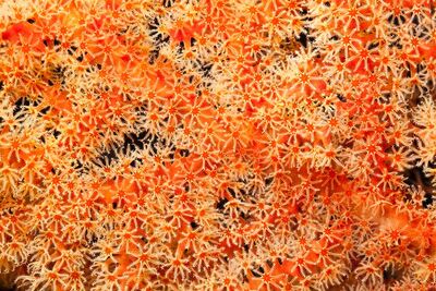 Red Gorgonian seafan
