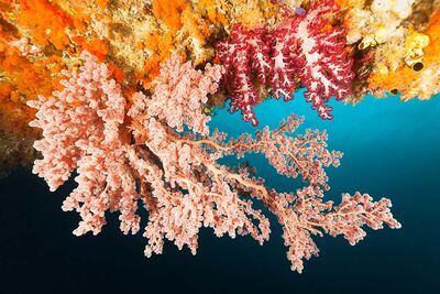 Coral ceiling, Raja Ampat