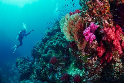 Diver with coral
