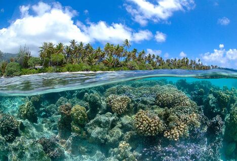 Coral above and below water