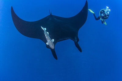 Manta ray and diver