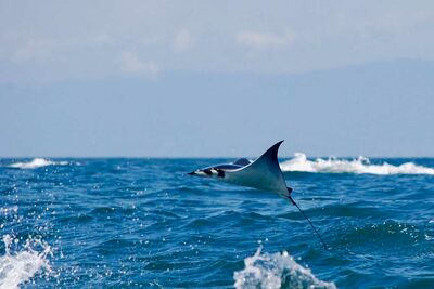Manta ray jumping