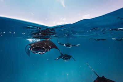 Group of mantas
