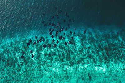 Manta rays aerial