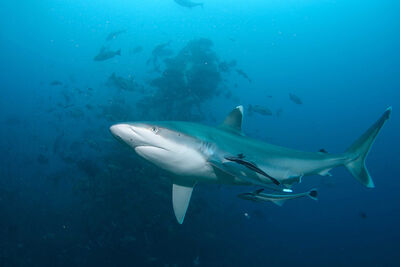 Sharks in French Polynesia