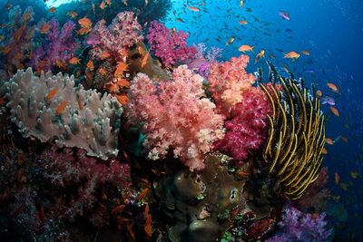 Coral diving in Fiji