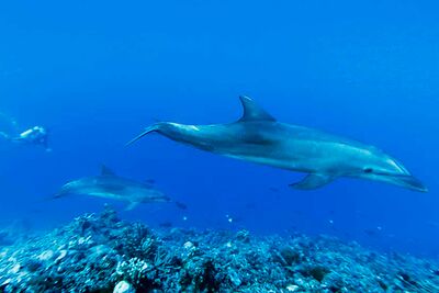Dolphins in Rangiroa