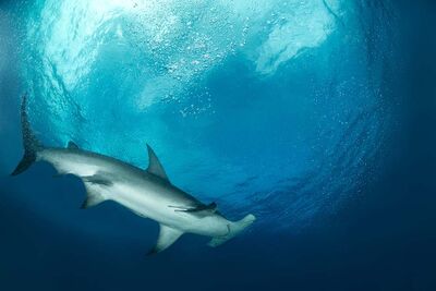 Hammerhead swimming