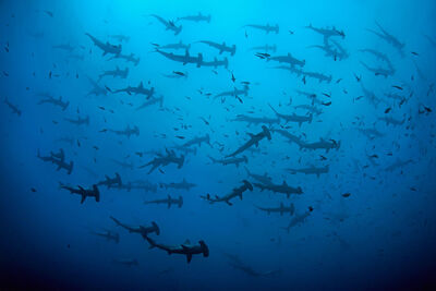Group of hammerheads