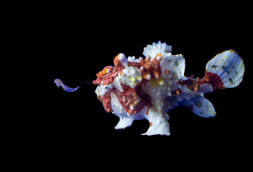 Frogfish in the Philippines