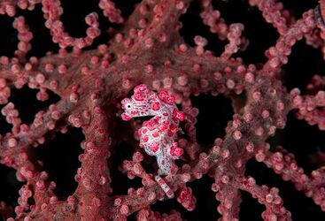 Pygmy seahorse, Ambon