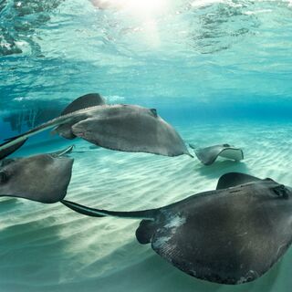 stingray city cayman islands