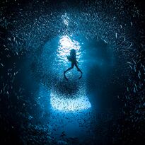 Diving through school of fish