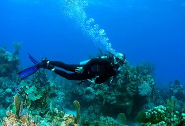 Diving in the Bahamas