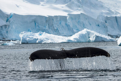 humpback whale tail