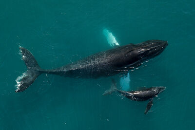 humpback whale and baby