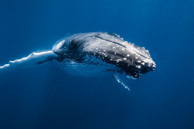 humpback whale in water