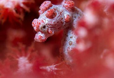 macro diving in Indonesia 