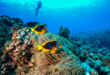 French Polynesia diving