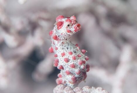 pgmy seahorse