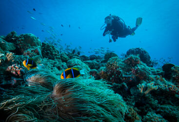 Diving in Palau