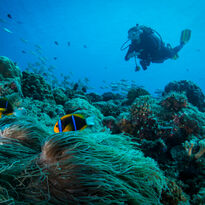 Diving in Palau