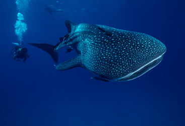 Whale Shark