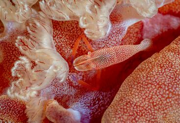 Macro Diving in Bali