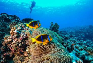 Macro Diving in French Polynesia