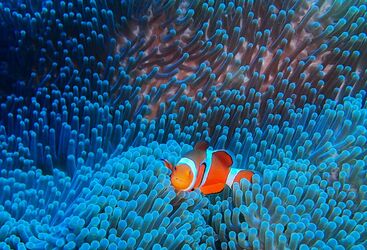 Macro Diving in Belize 