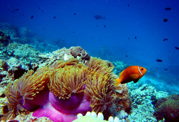 Papua New Guinea Diving