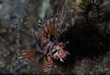 Lionfish