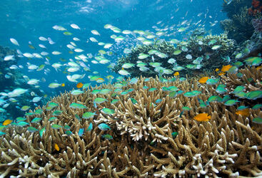 Beginner Diving in Bali