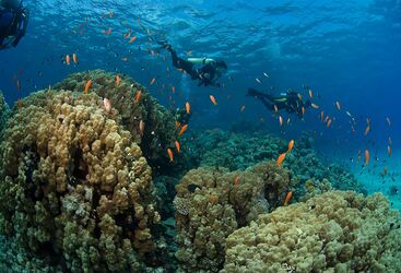 Drift Diving In Bali