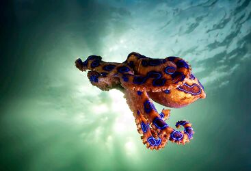 Macro Diving In Sulawesi