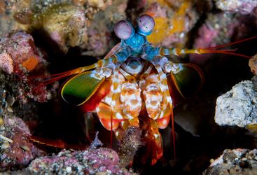 Macro Diving in Raja Ampat