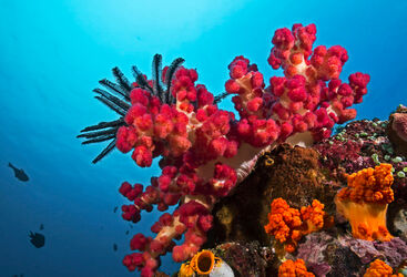 Belize coral