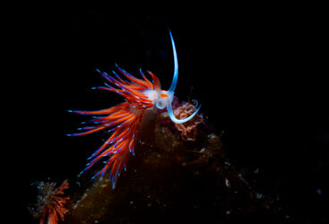 Muck diving Maldives