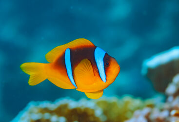 Muck diving Australia