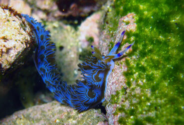 Muck diving French Polynesia