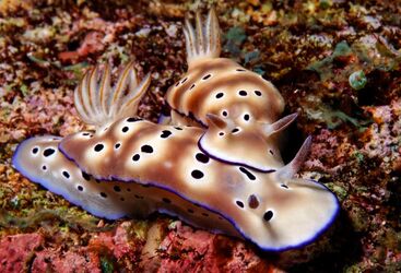 Muck Diving in Papua New Guinea