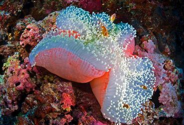 Muck diving in Micronesia